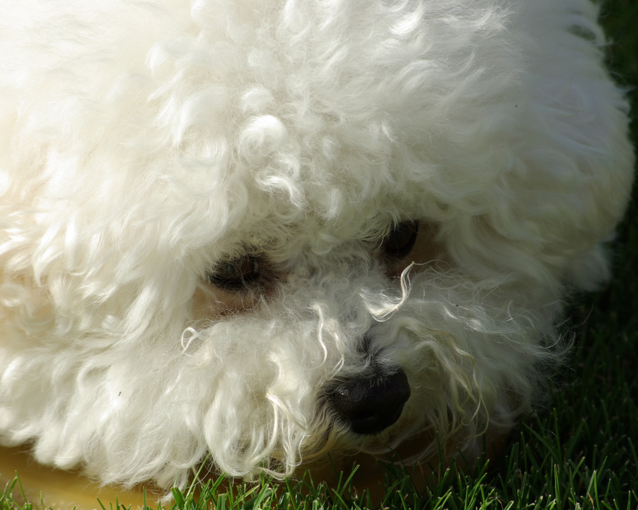 Молодая собака породы бишон-фриз крупным планом