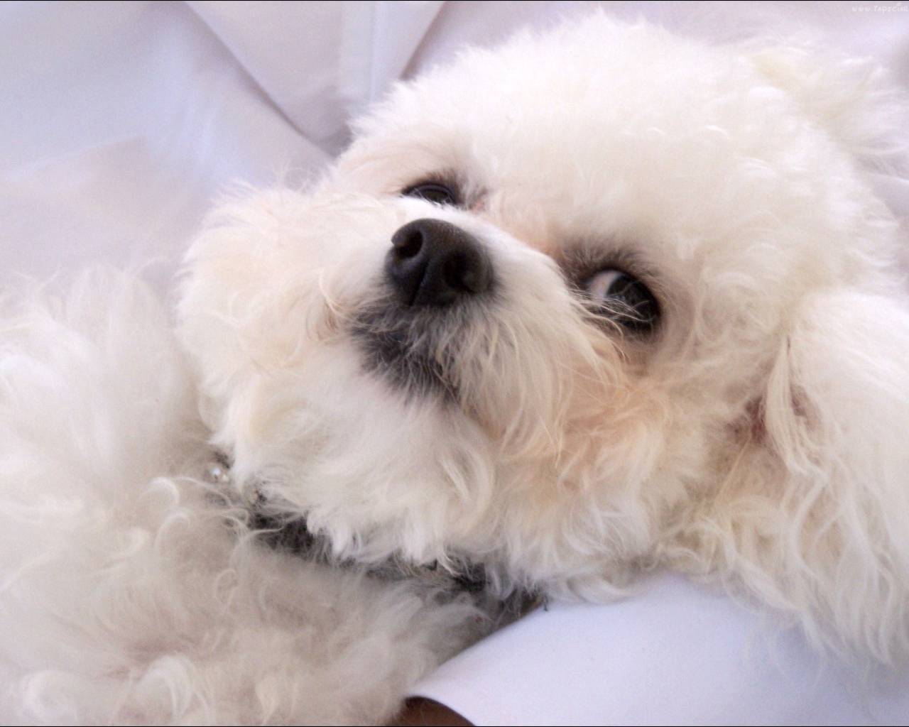 Молодая собака породы бишон-фриз отдыхает