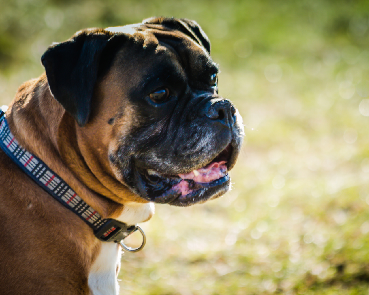 Взрослый боксёр на фоне зелёной травы