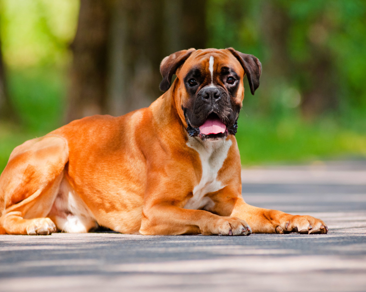 Красивый взрослый боксёр лежит на дороге