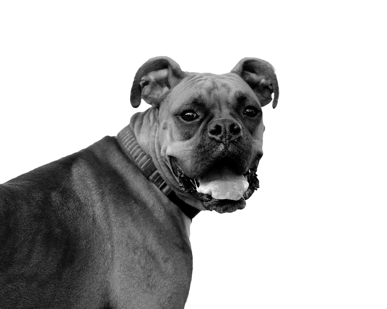 Красивый боксёр, чёрно-белое фото