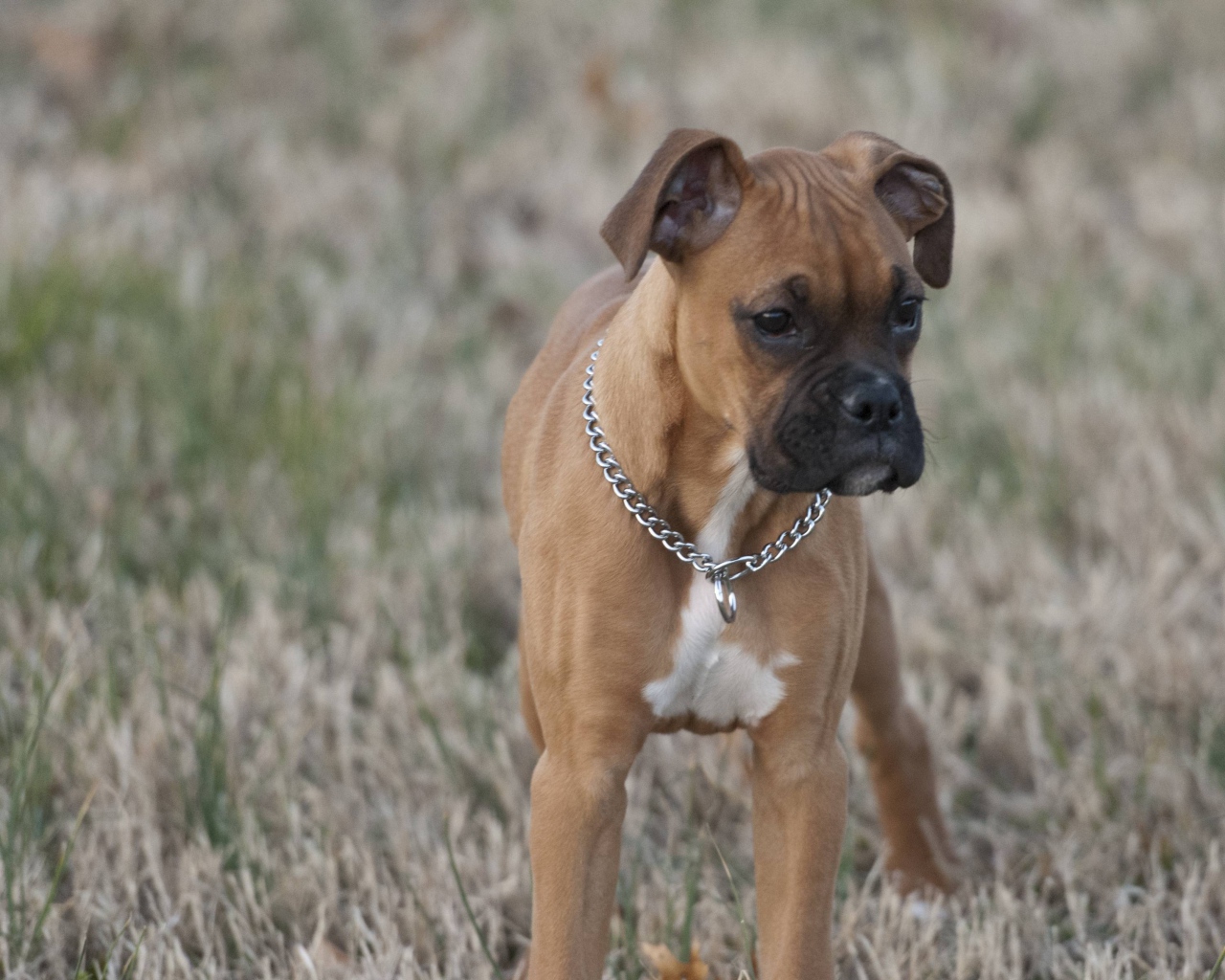 Красивый щенок боксёра кого-то увидел