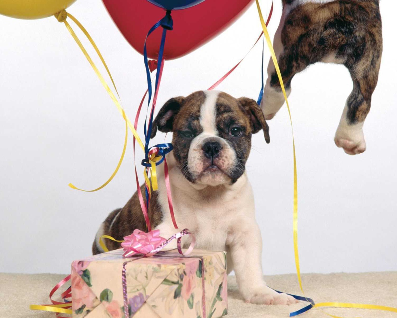 Щенок боксёра и подарочная коробка