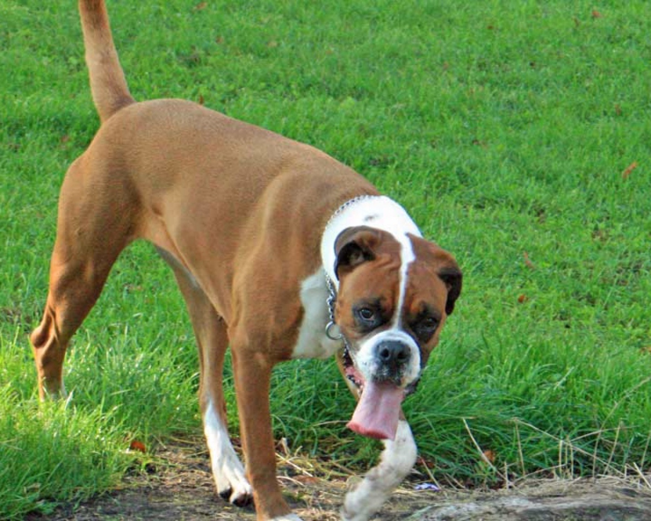 Боксёр с длинным языком гуляет по траве