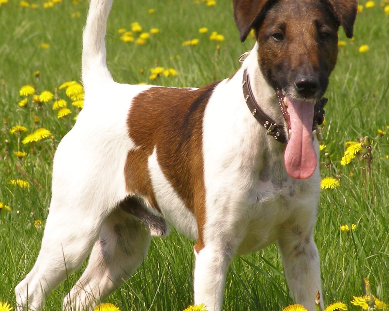  Fox terrier on the field