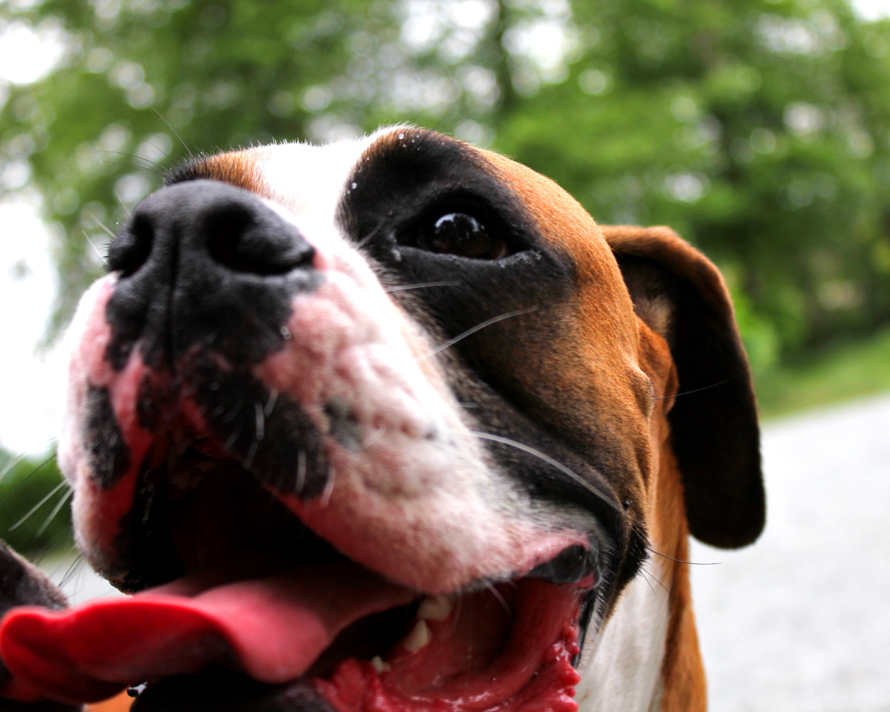 Счастливый боксёр с длинным языком