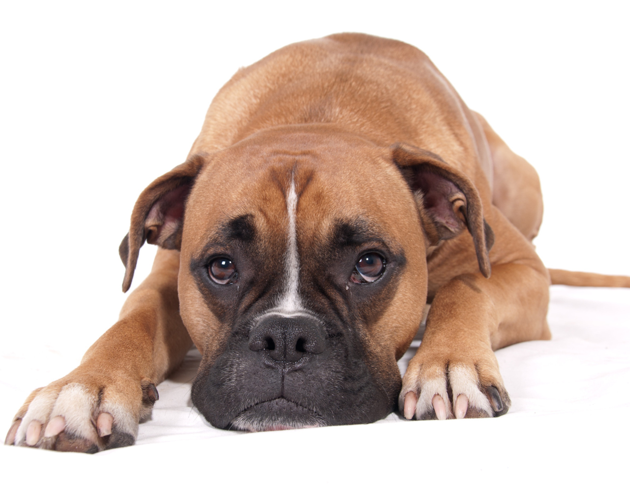 Грустный боксёр на белом полу