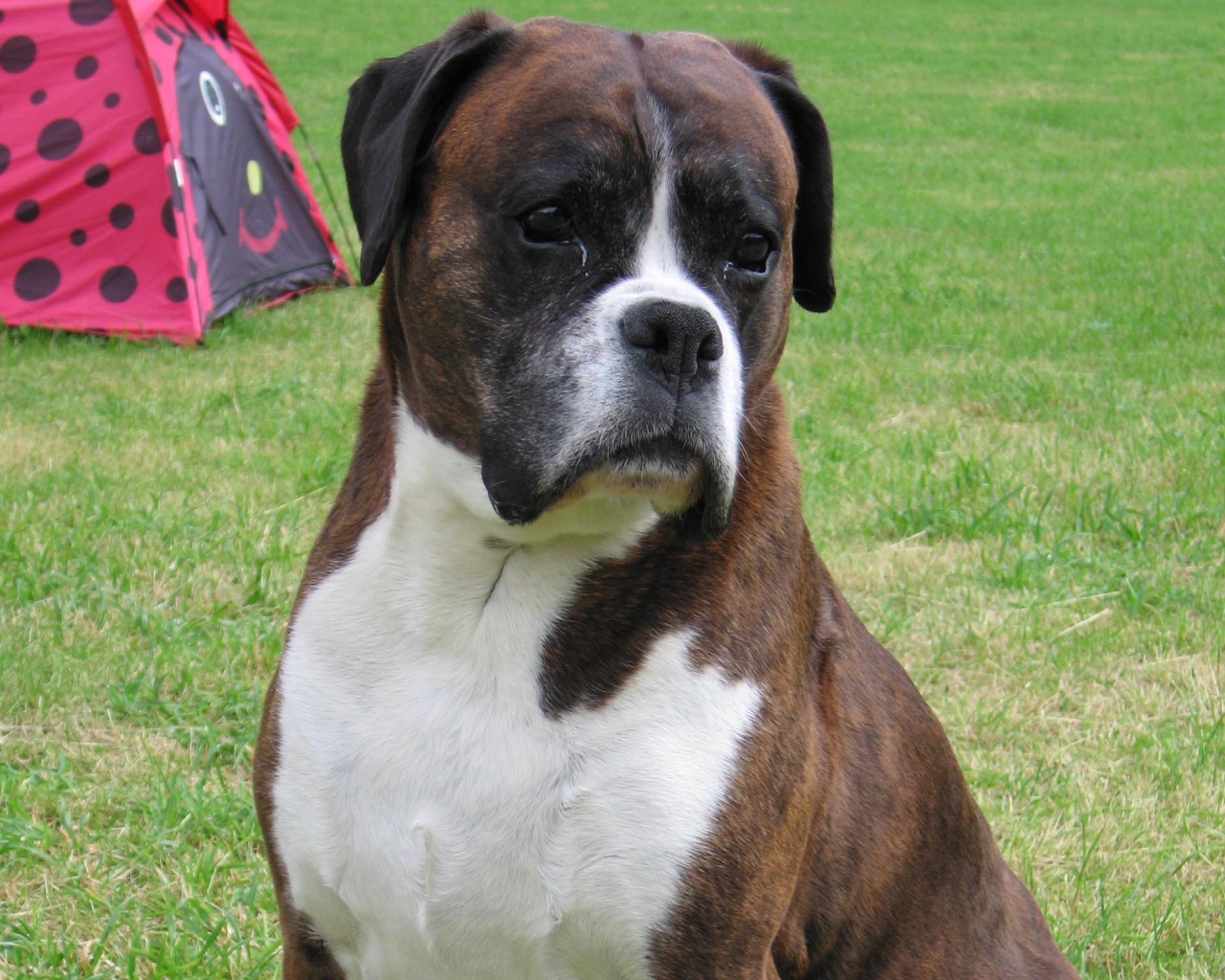 Грустный боксёр на фоне палатки