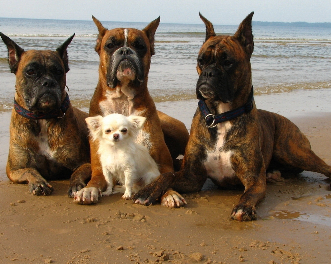 Три взрослых боксёра и их маленький друг