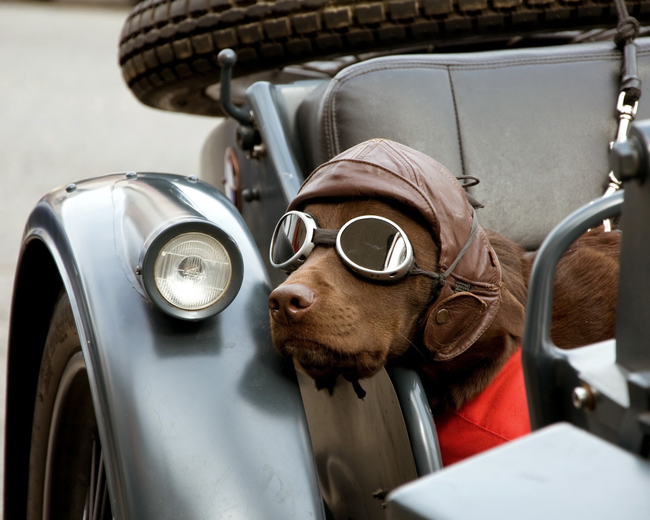 Собака в шлеме и очках