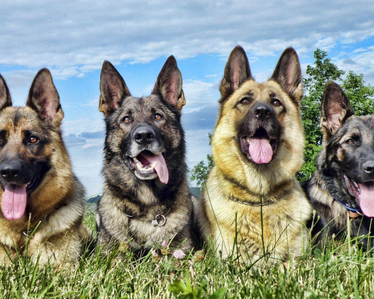 Немецкие овчарки высунули языки