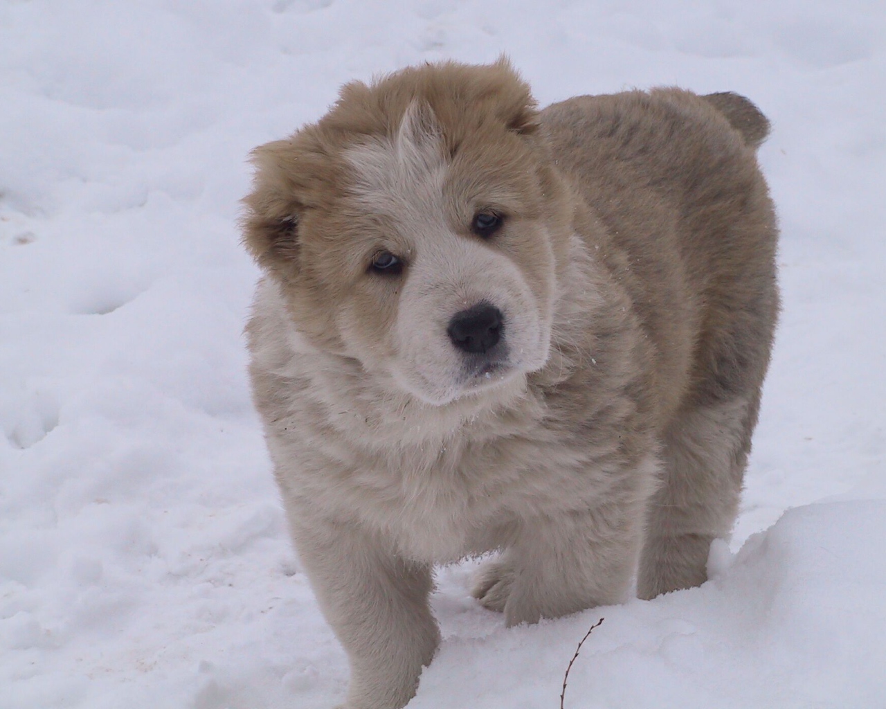Кавказская овчарка играет на снегу