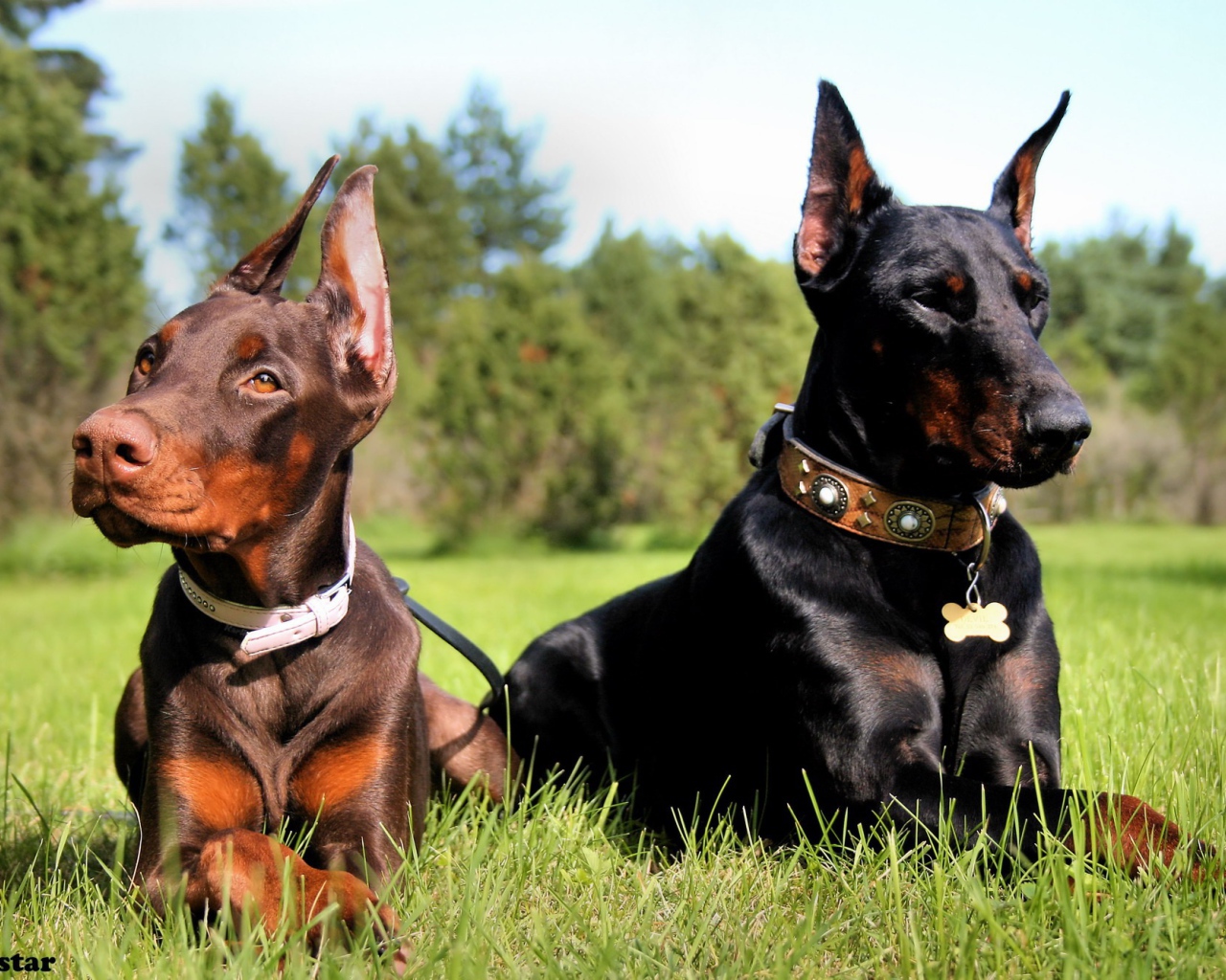 little doberman and his mother