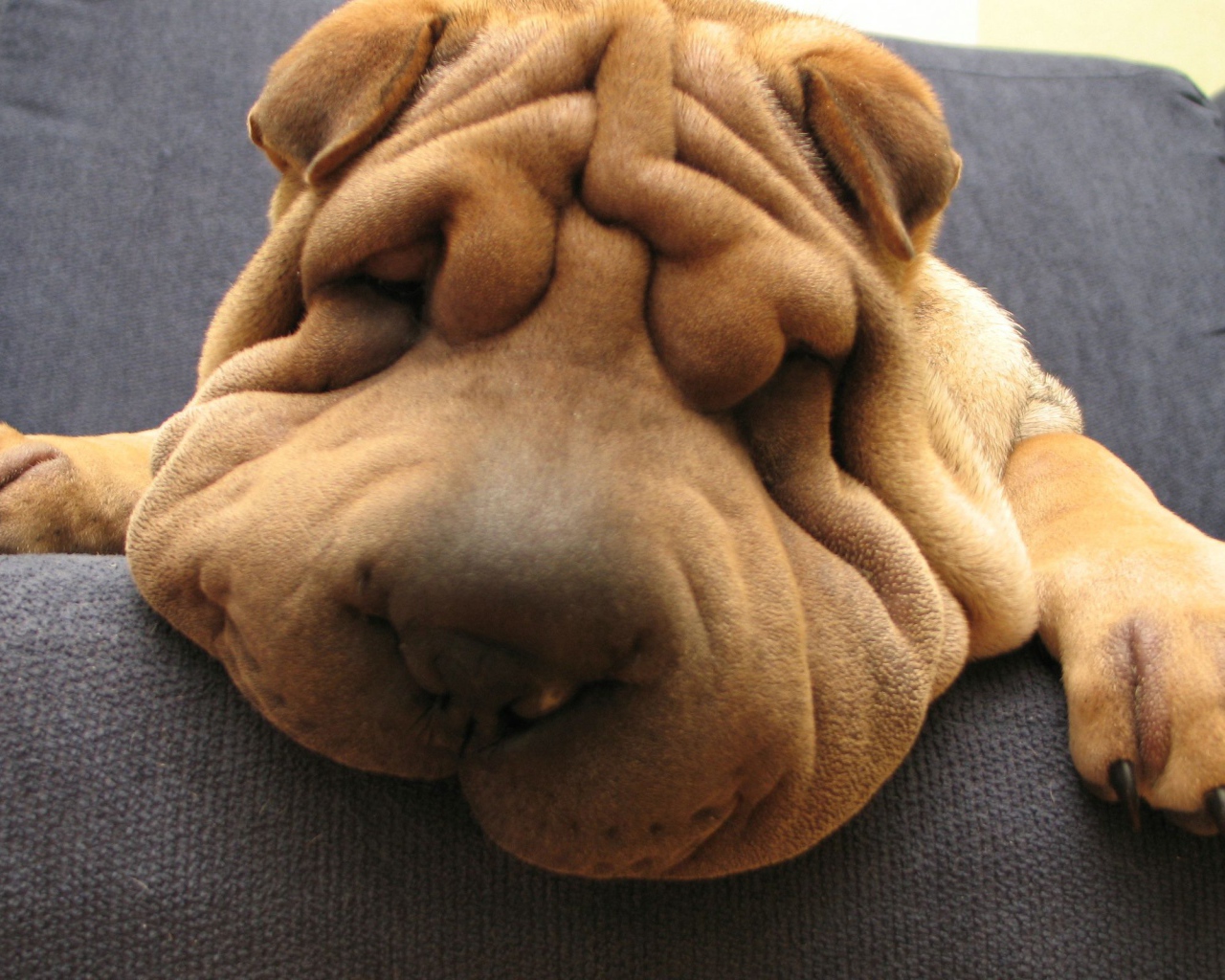 Шарпей спит на диване