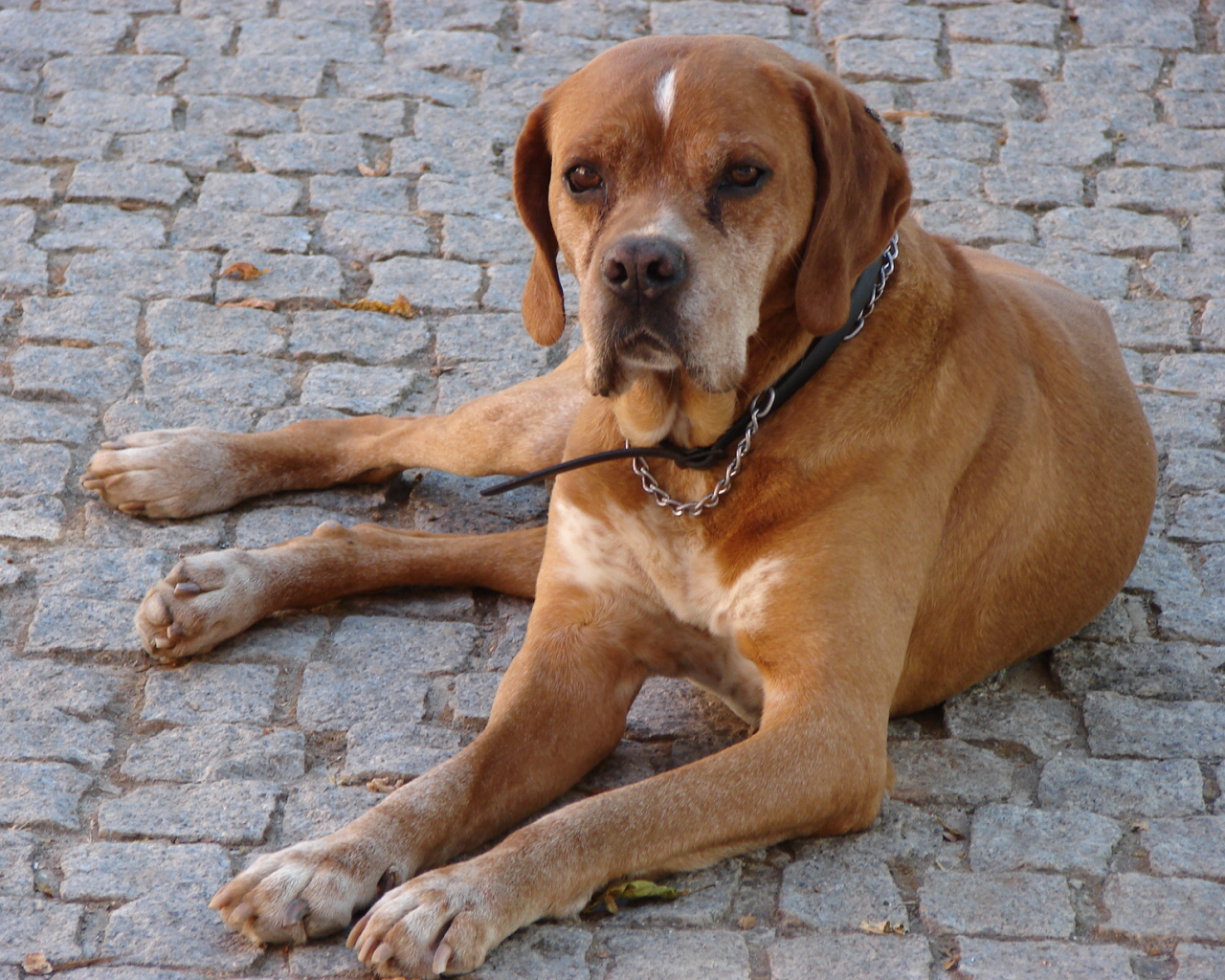 Португальский коричневый Пойнтер