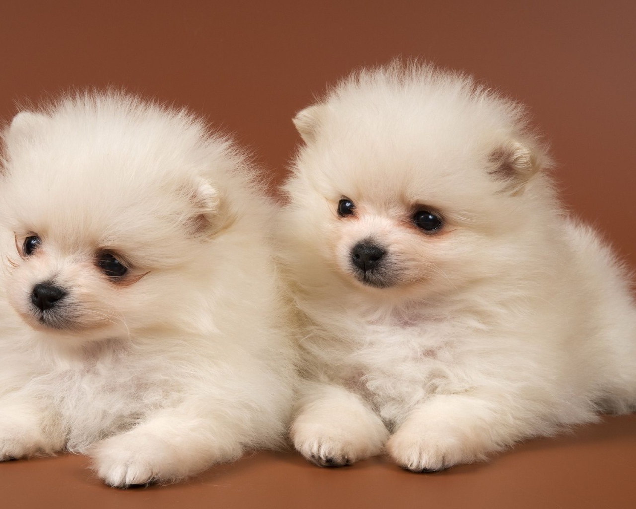 Щенки чау-чау