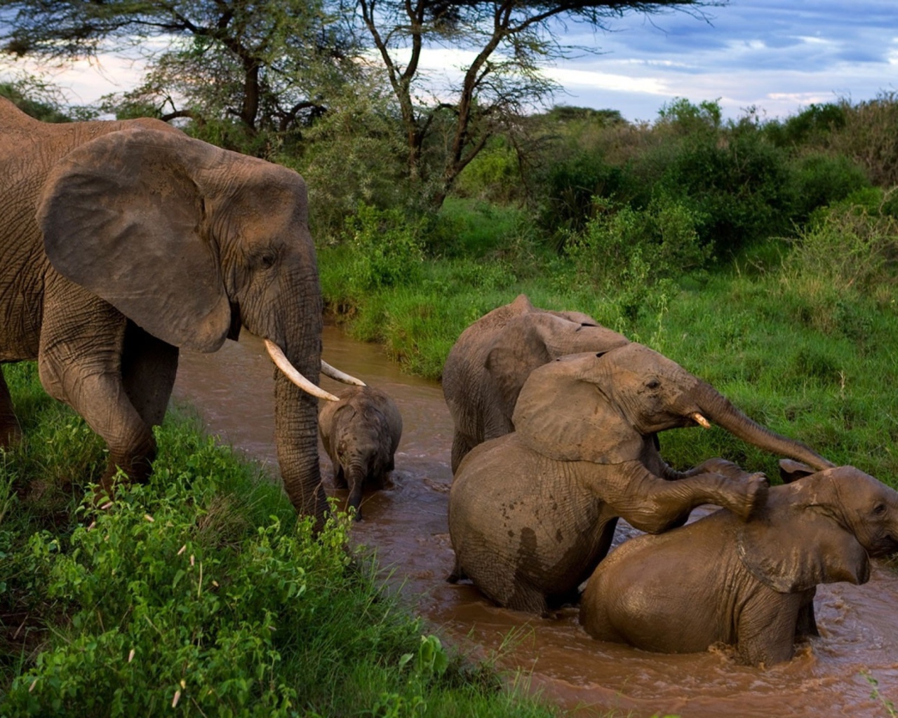 Слоны купаются