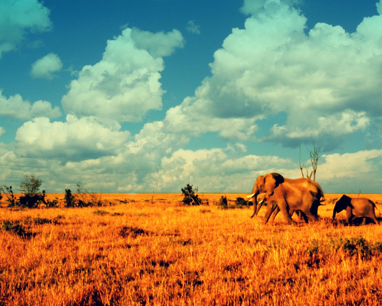 Слоны в саванне