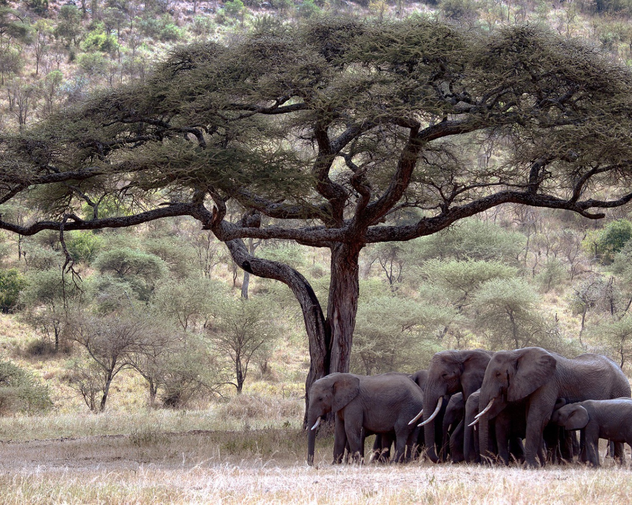 Семья слонов под деревом