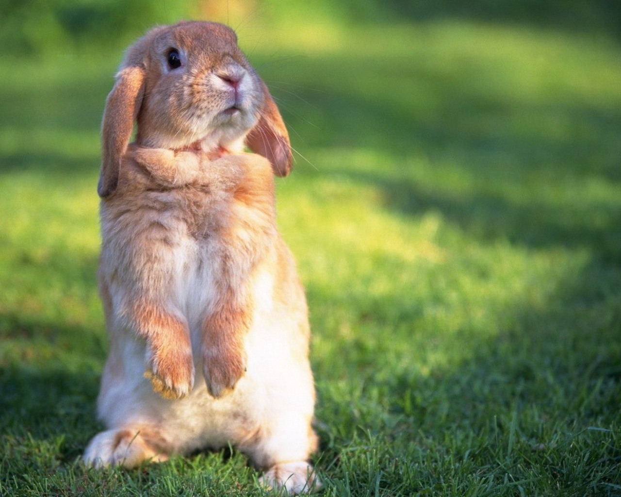 The rabbit on hind legs