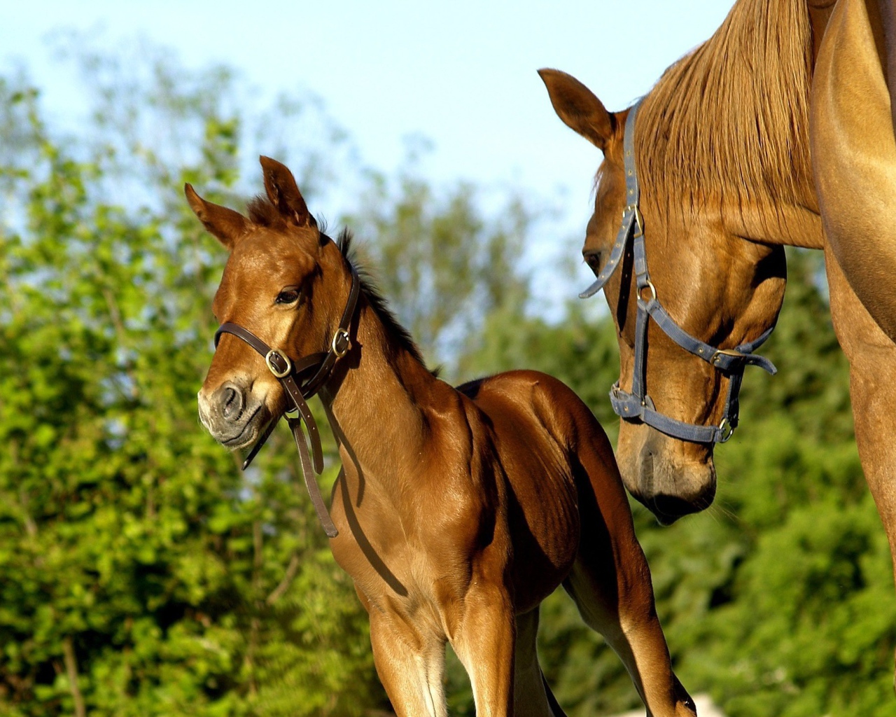 Пара лошадей