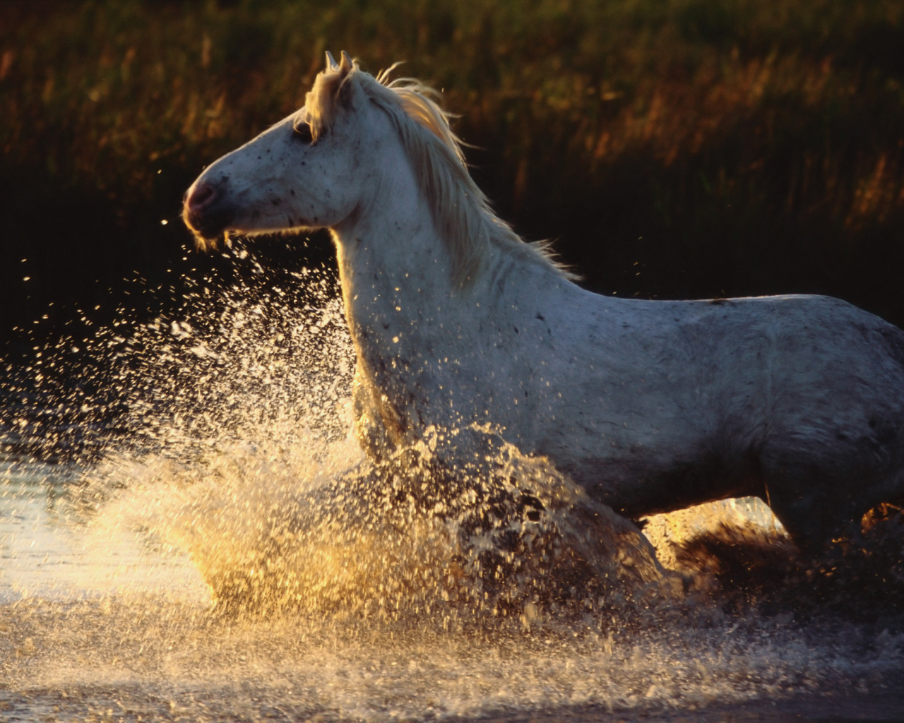 Древние лошади