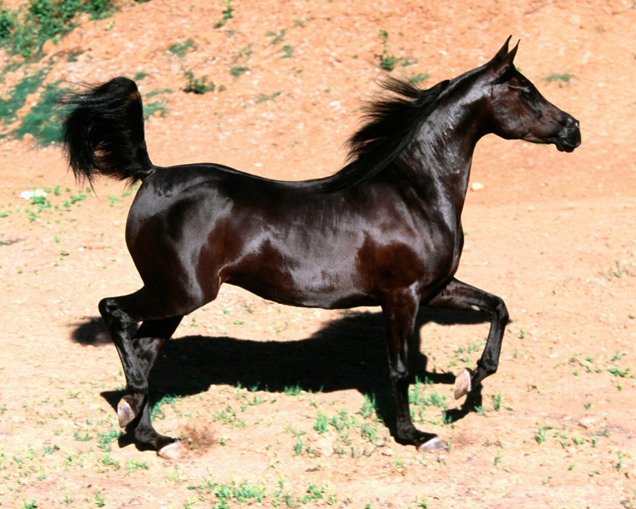 Арабская лошадь