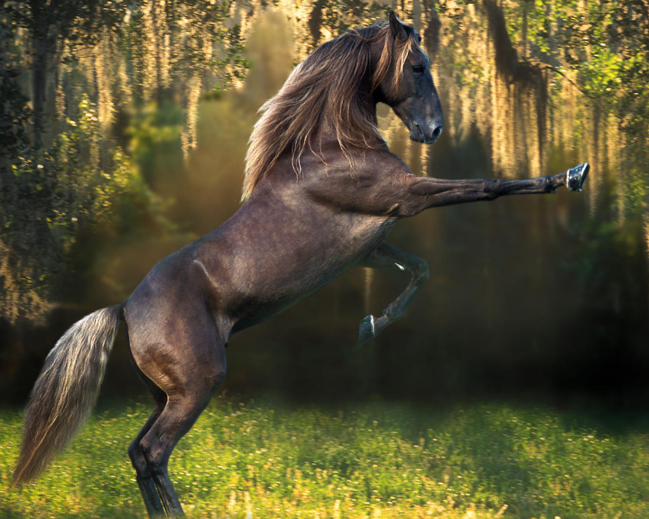 Красивые породы лошадей