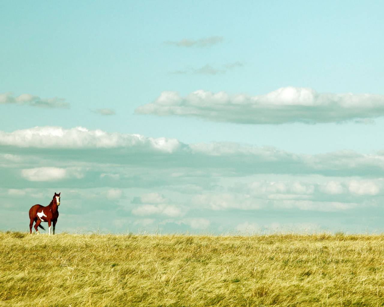 Красивая лошадь в поле