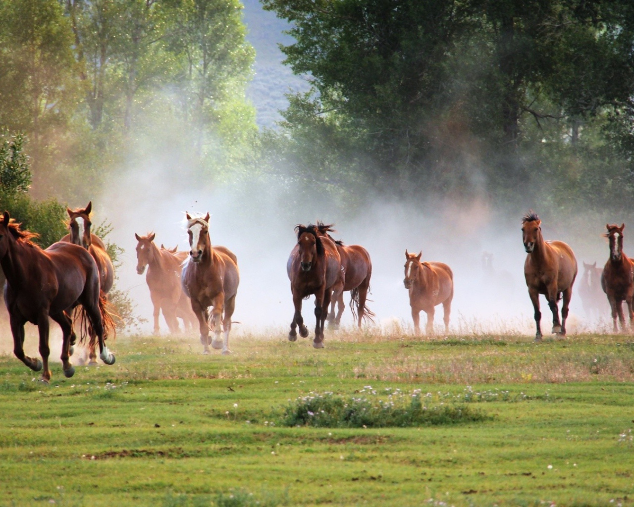 Большой табун лошадей