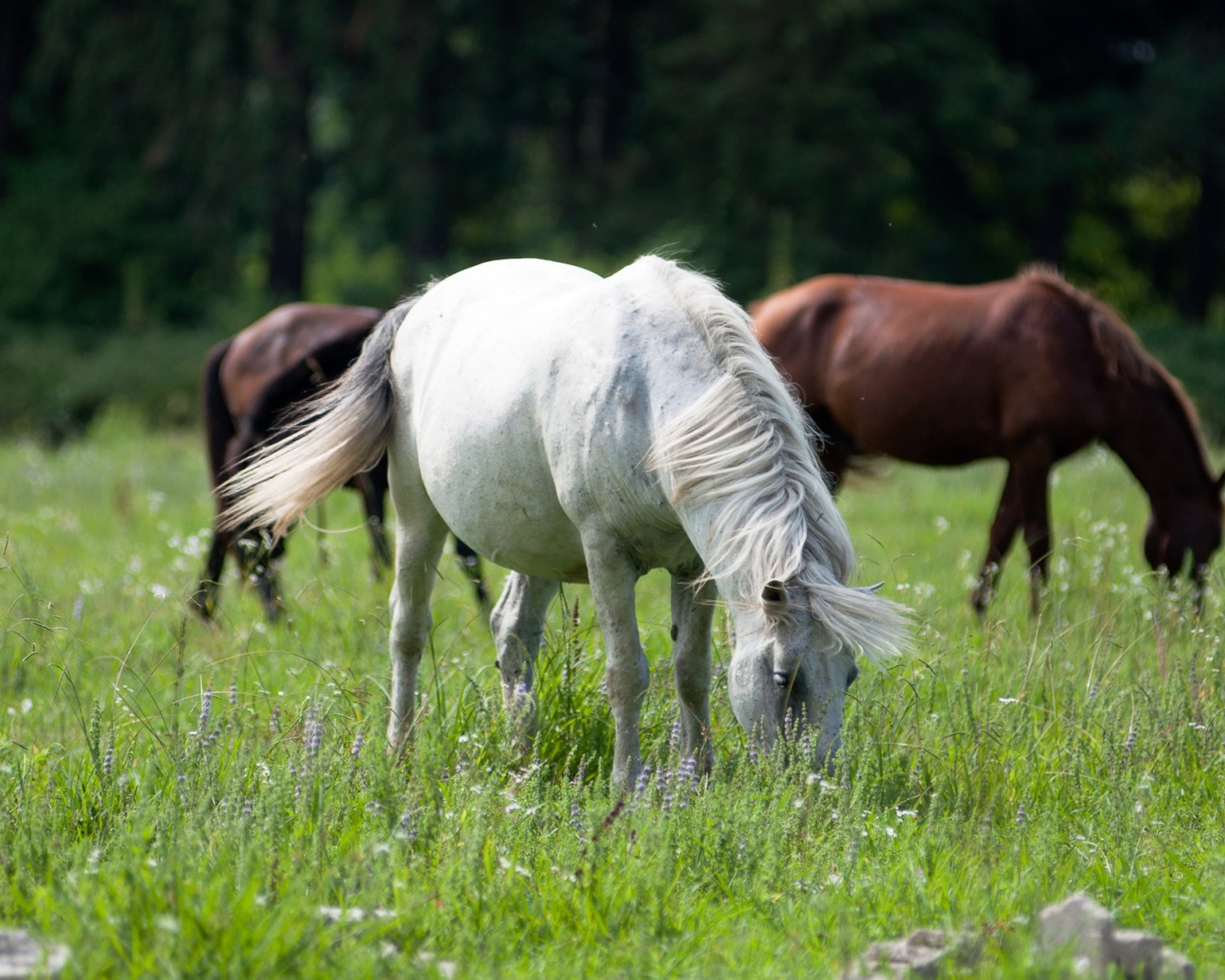 Крупные лошади