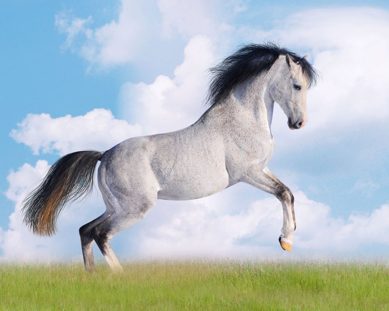 Черно белая лошадь