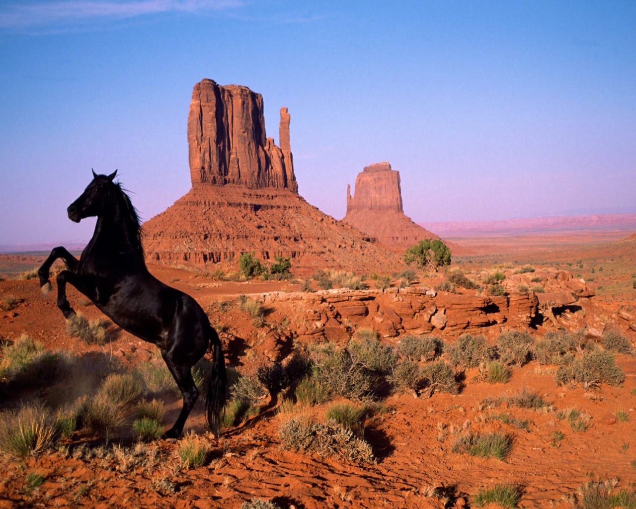 Чёрная лошадь на дыбах