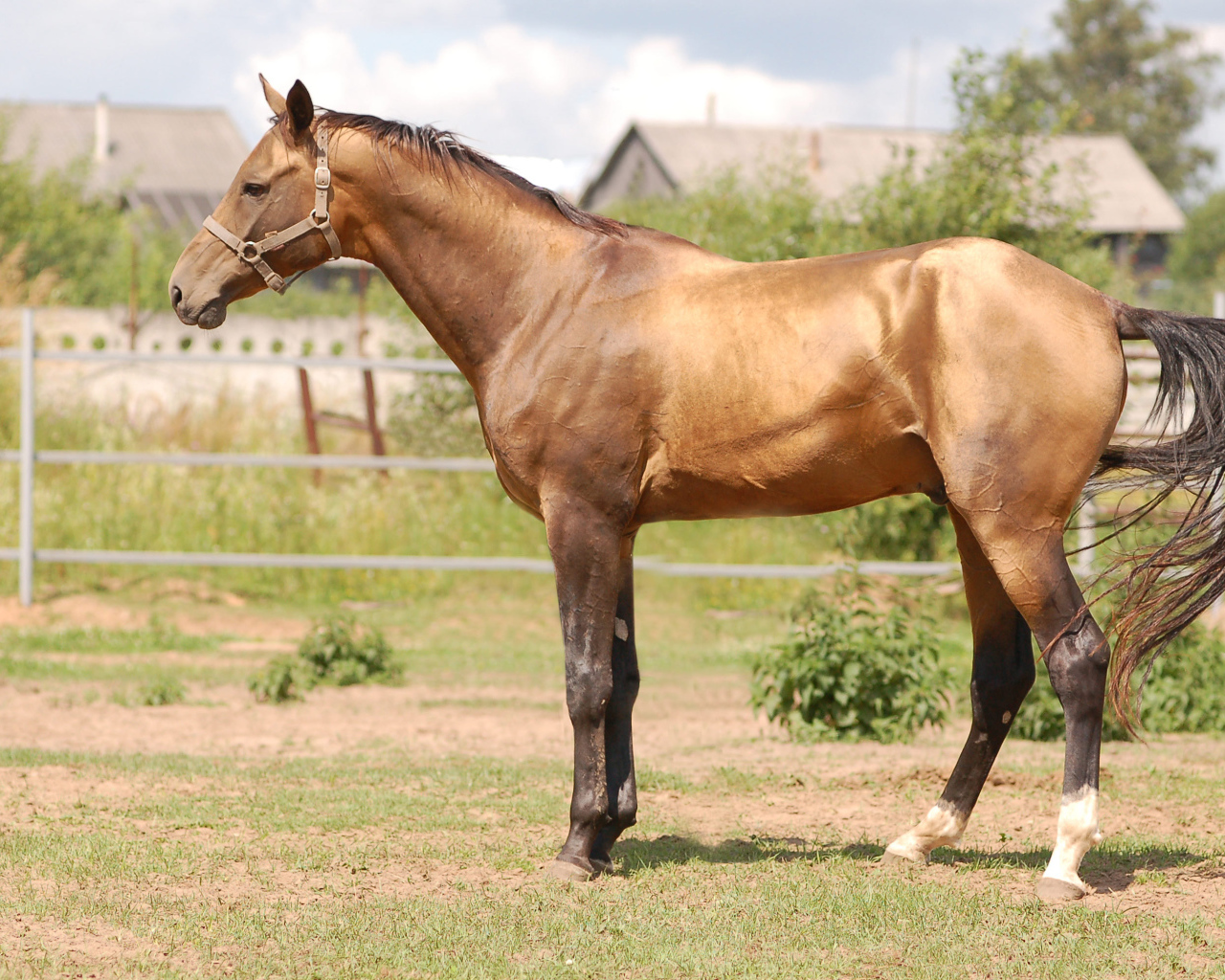 Буденновская лошадь