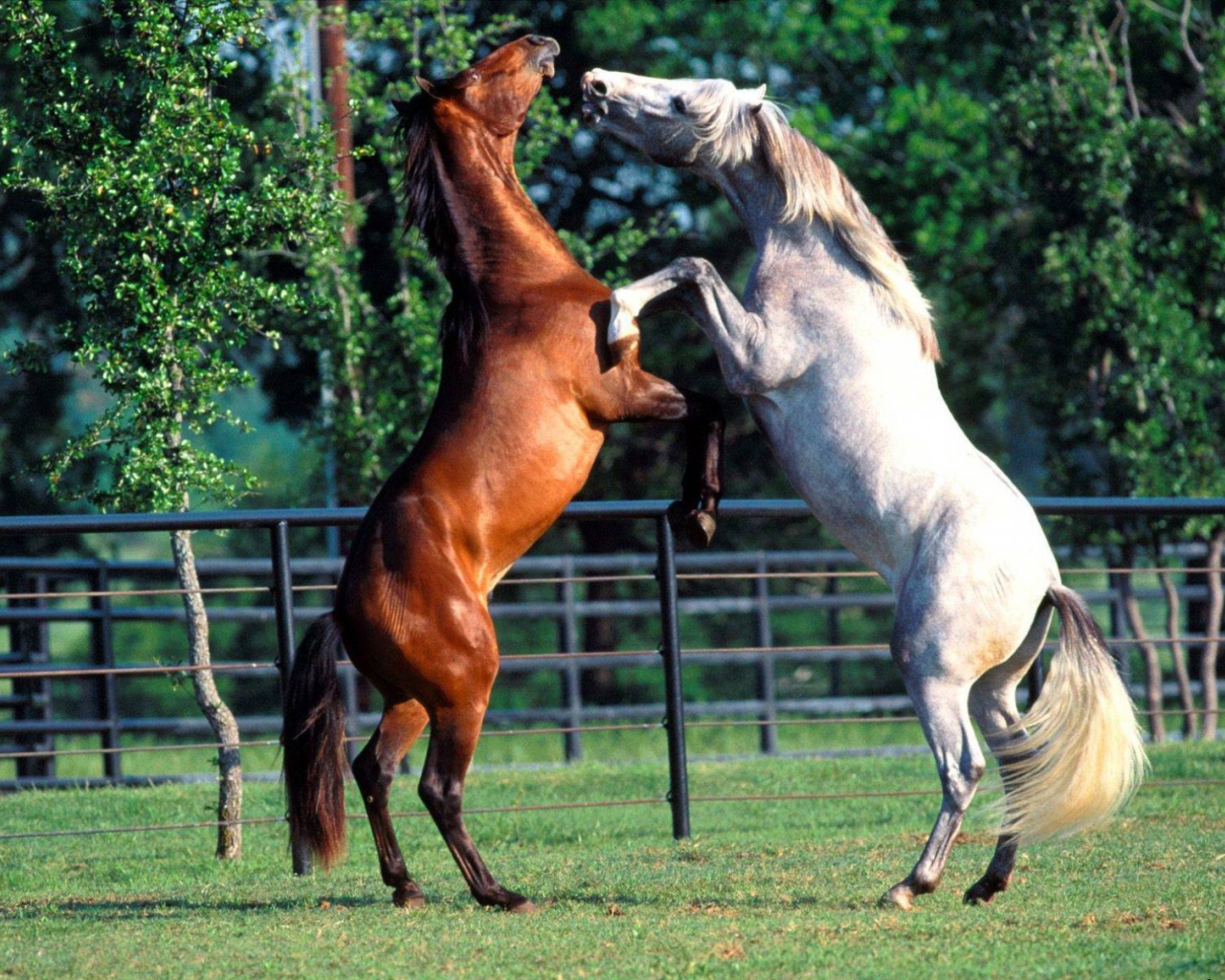 Танцы лошадей