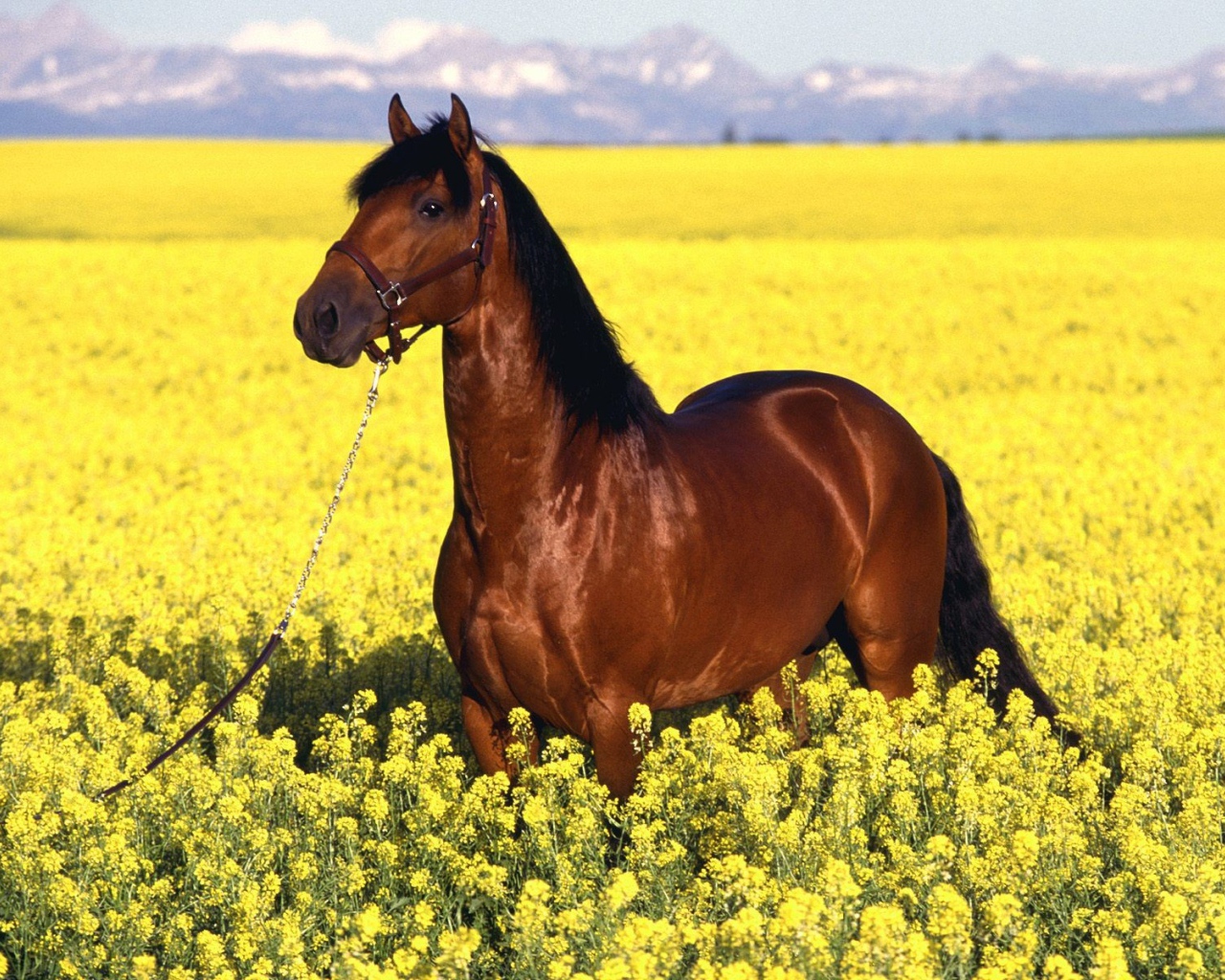 Гнедая лошадь на желтом поле