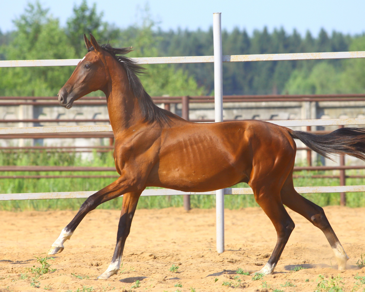 Донская лошадь