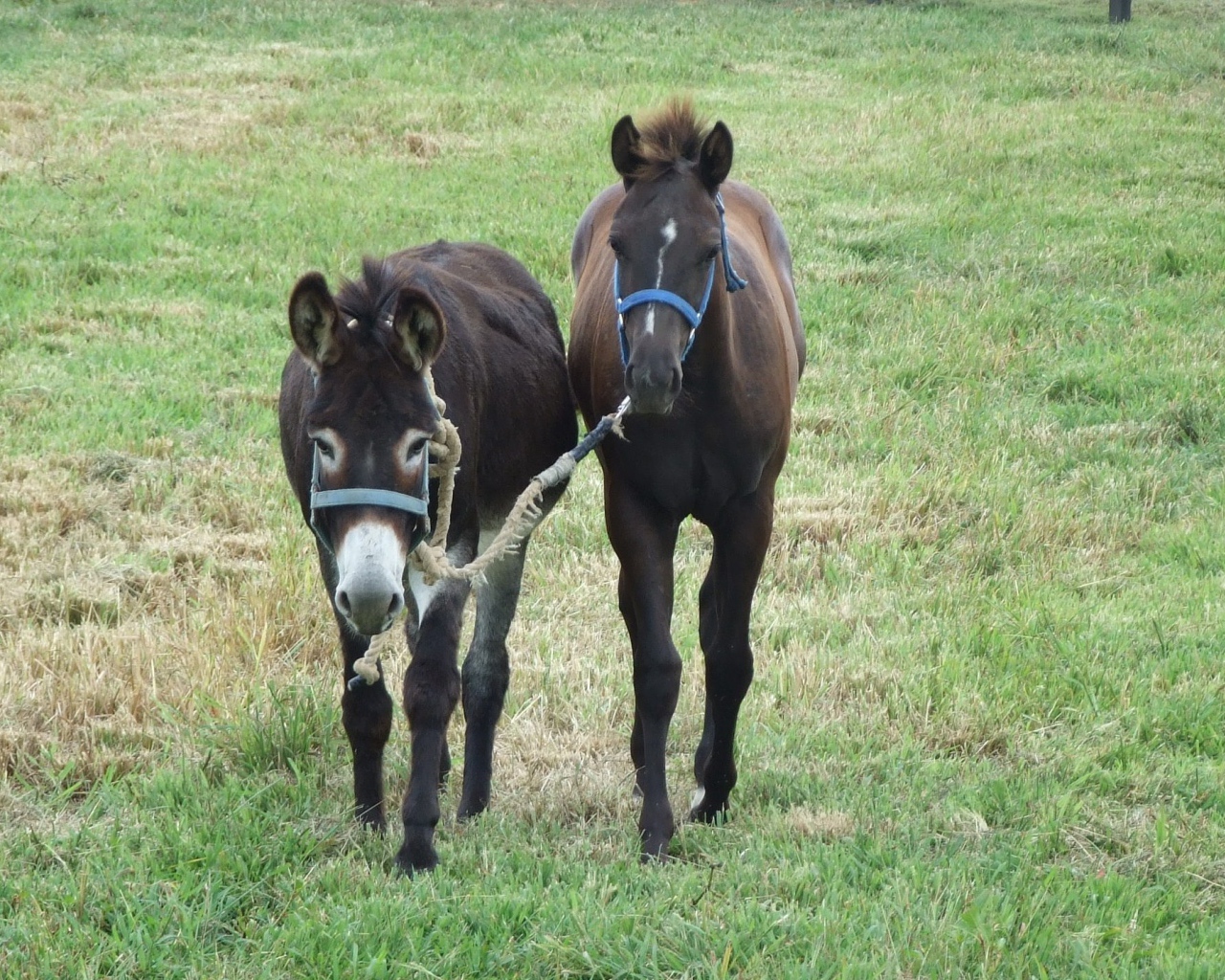 Осел и лошадь