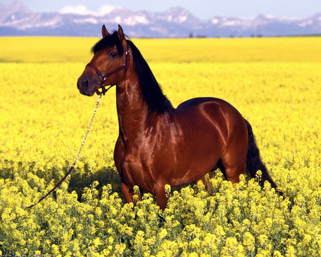 Восточная лошадь