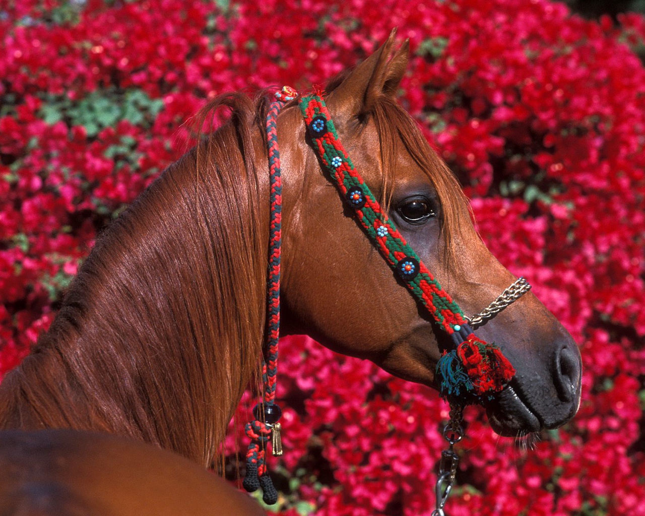 Дорогие лошади