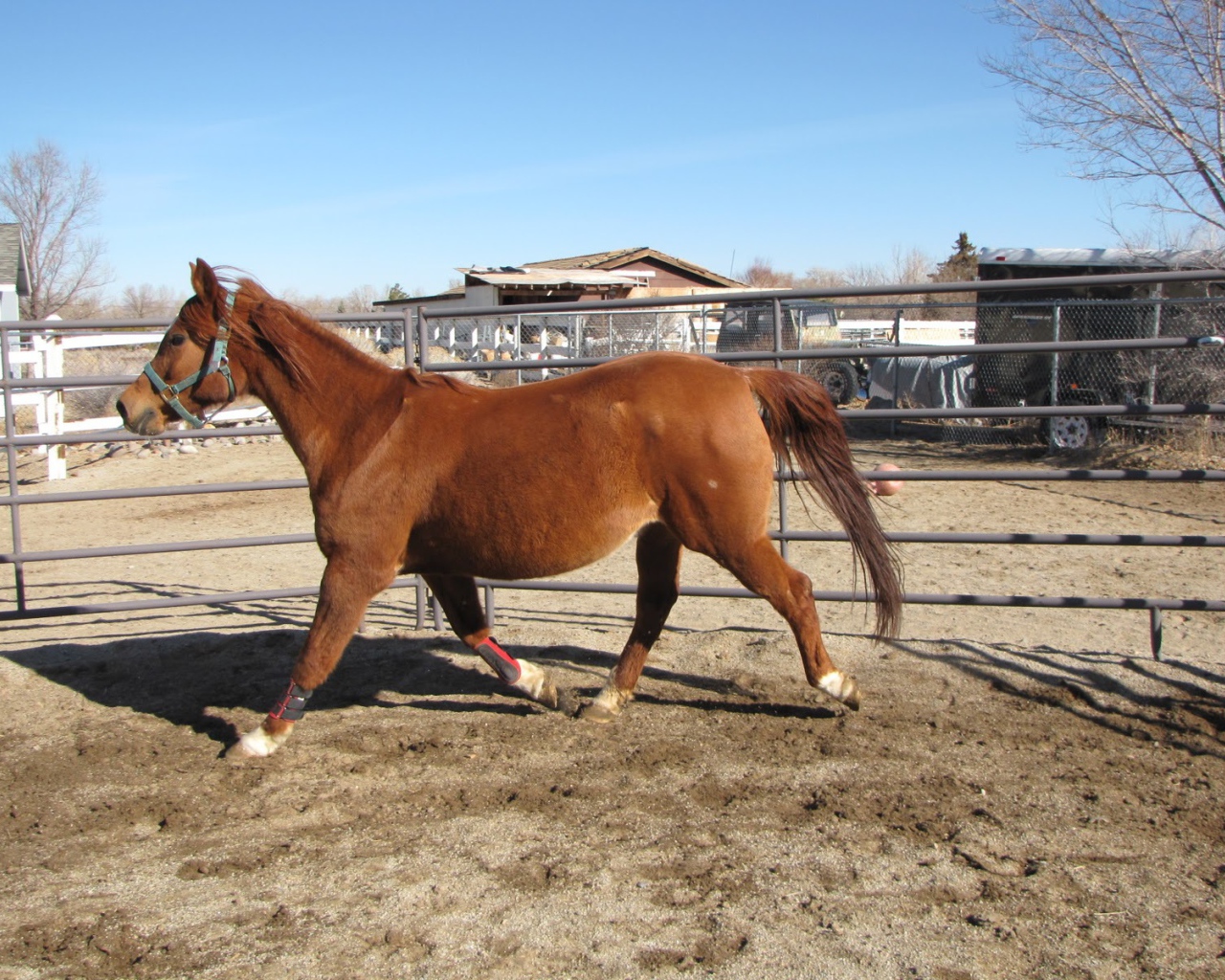 Толстая лошадь