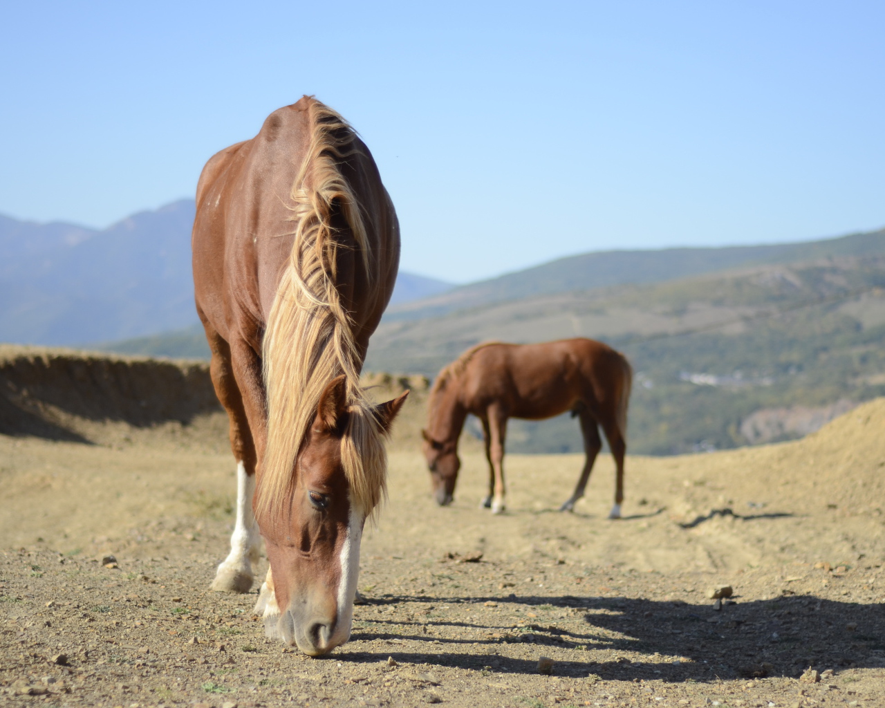 Прекрасные лошади