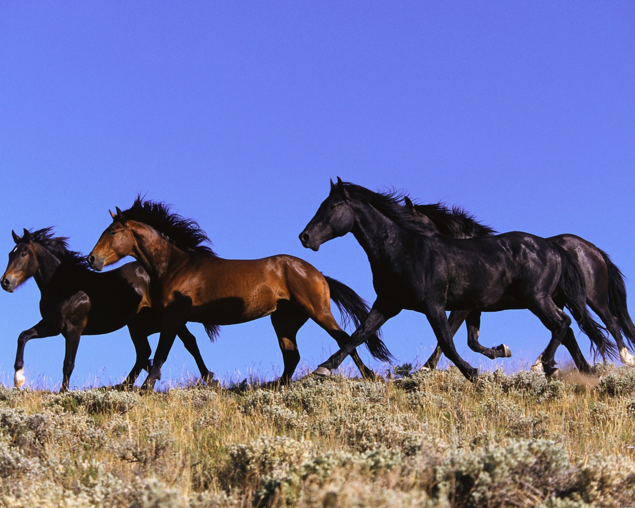 Четыре лошади