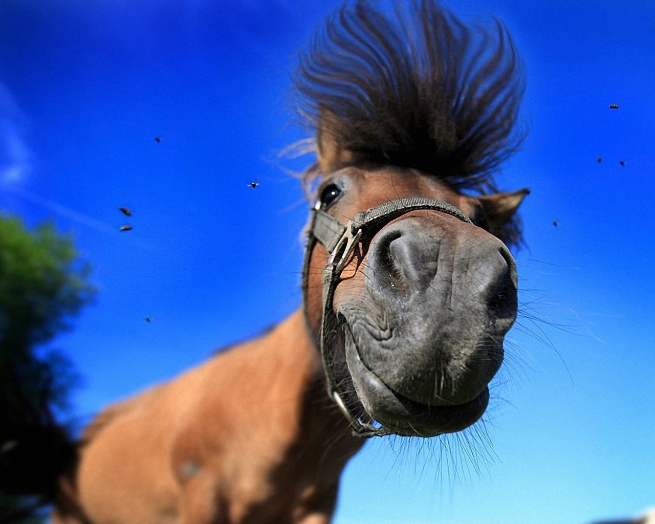 Лошадь смешная