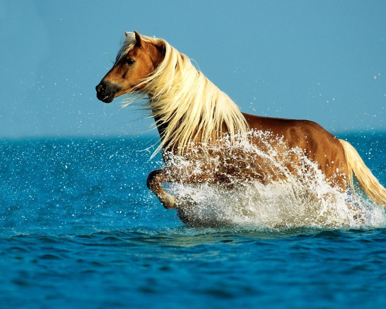 Лошадь рыжая