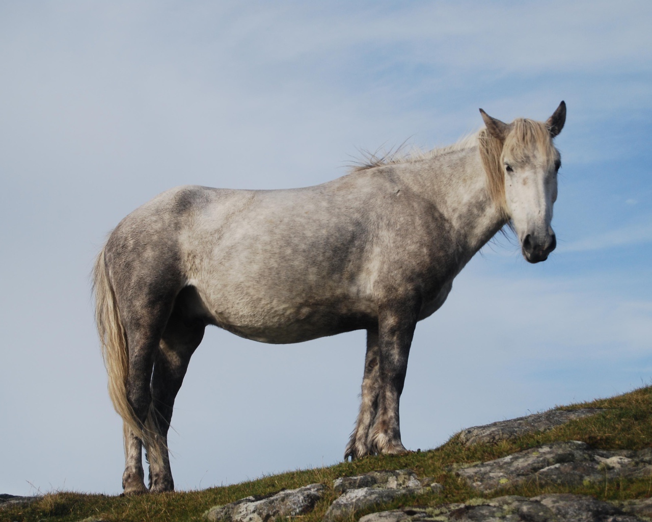 Серая лошадь