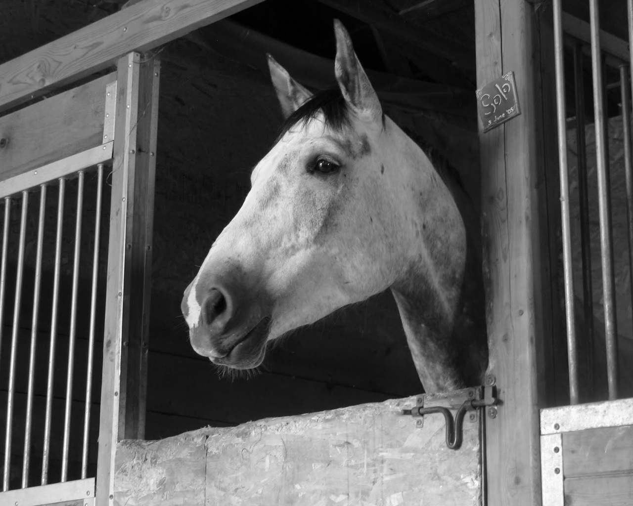 Загнанная лошадь