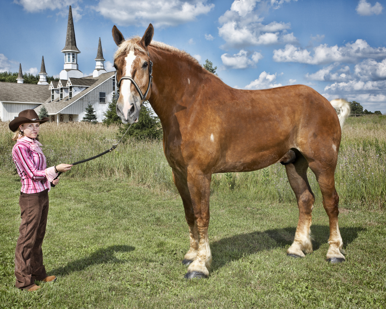 Высокая лошадь