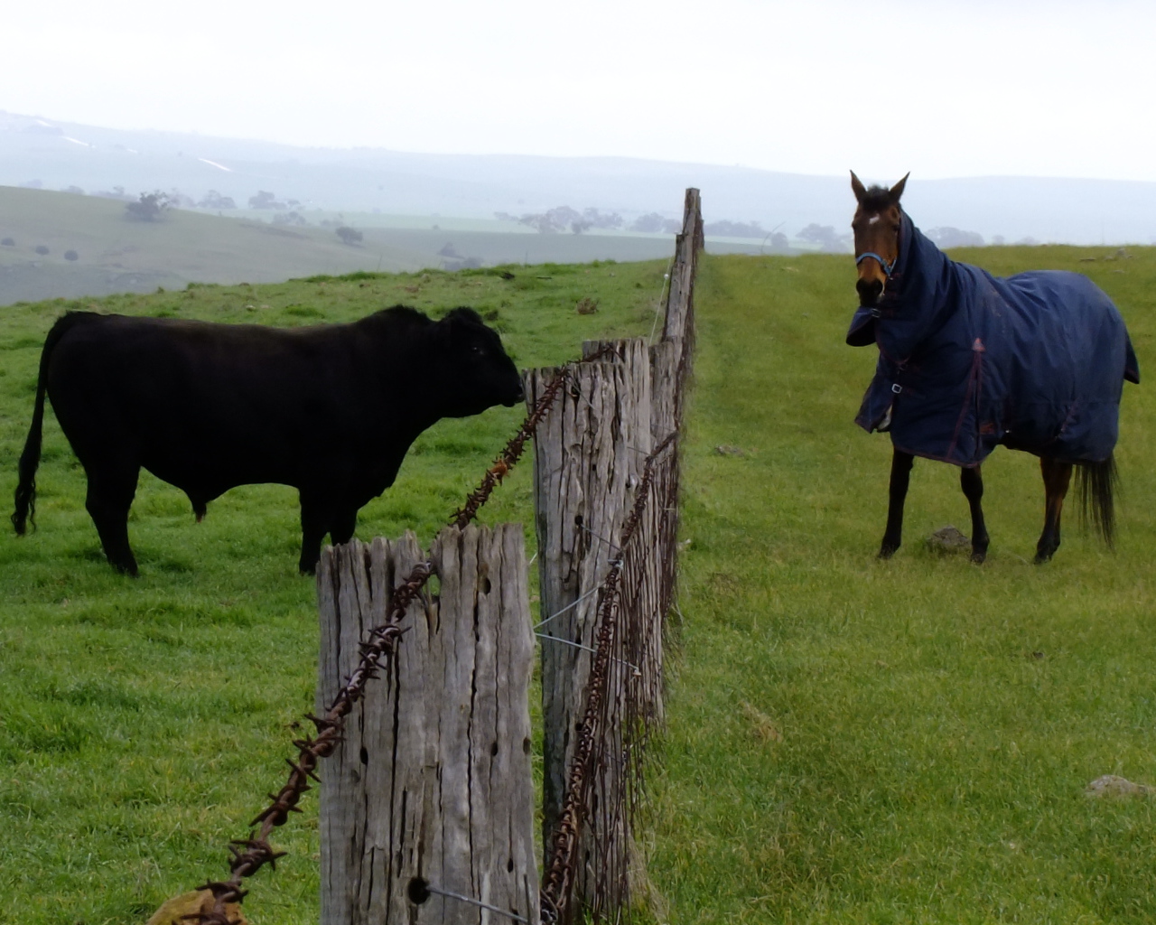 Лошадь и бык