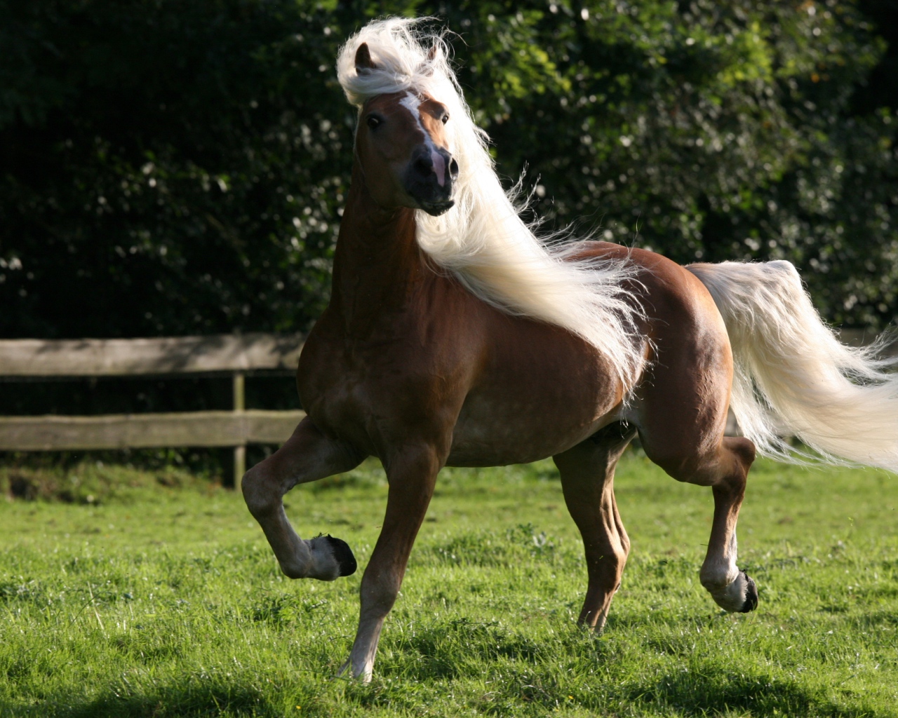 Лошадь домашняя